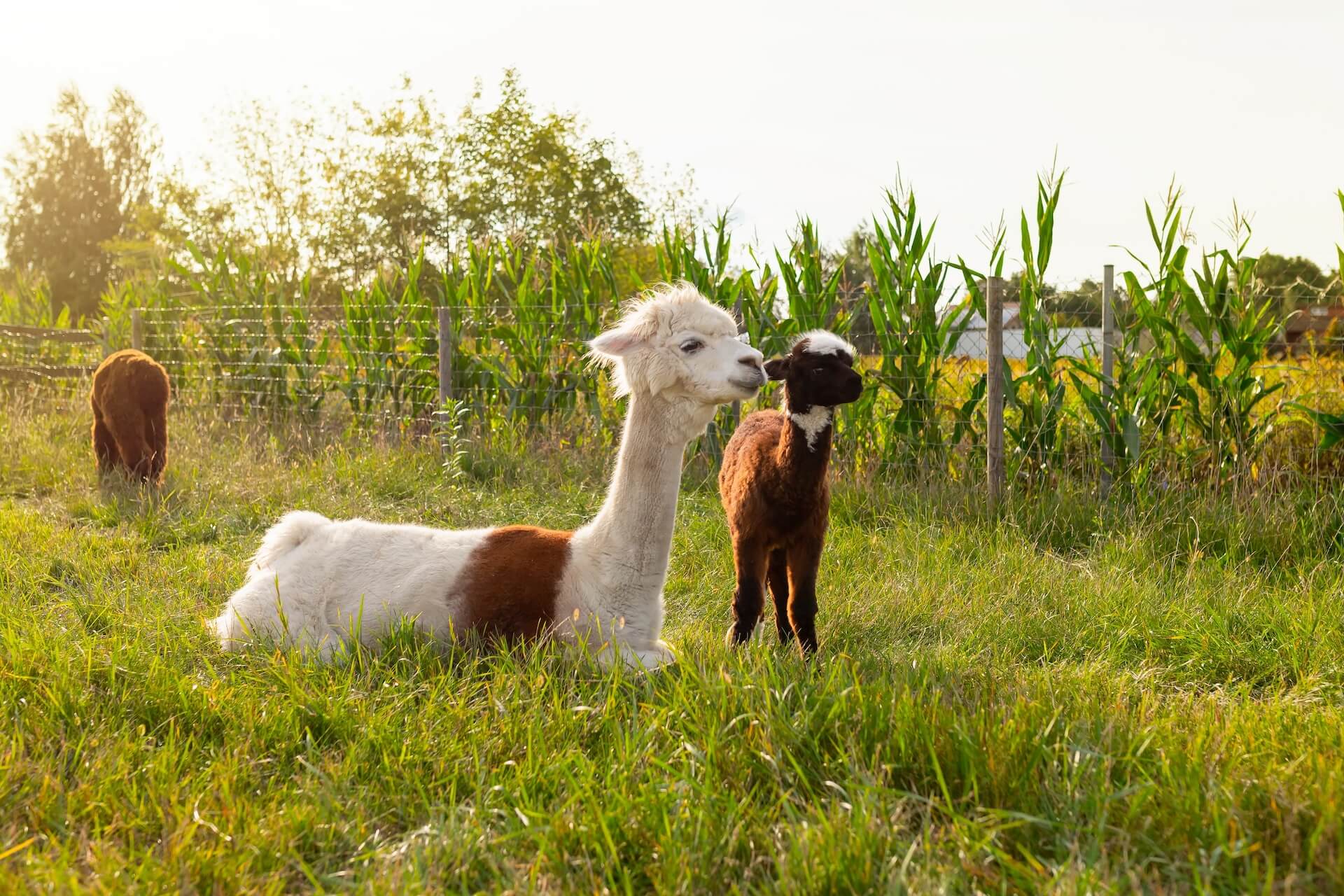 Compassionate Care for Your Barnyard Pet!