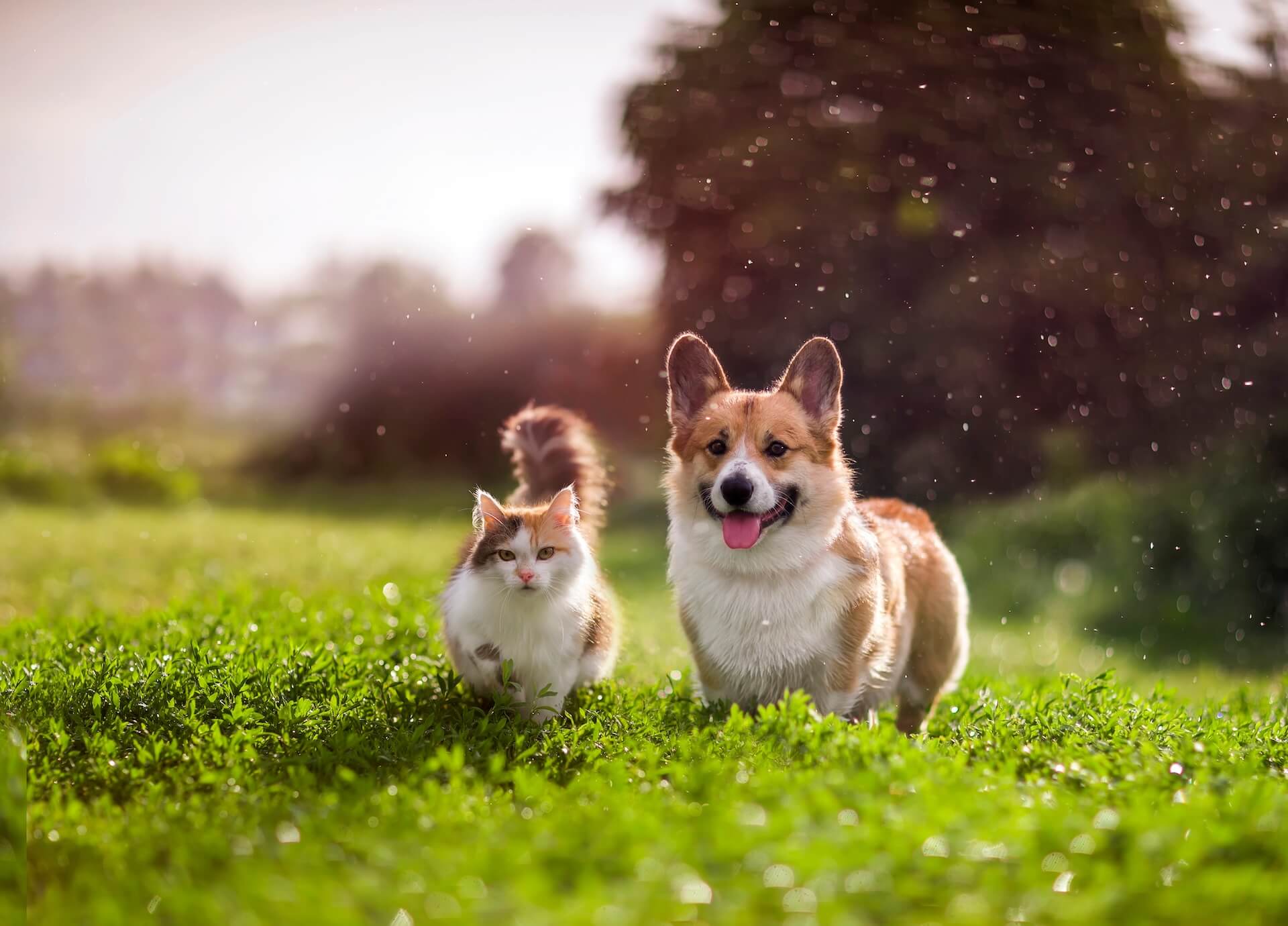 Welcome to Rose Veterinary Hospital!