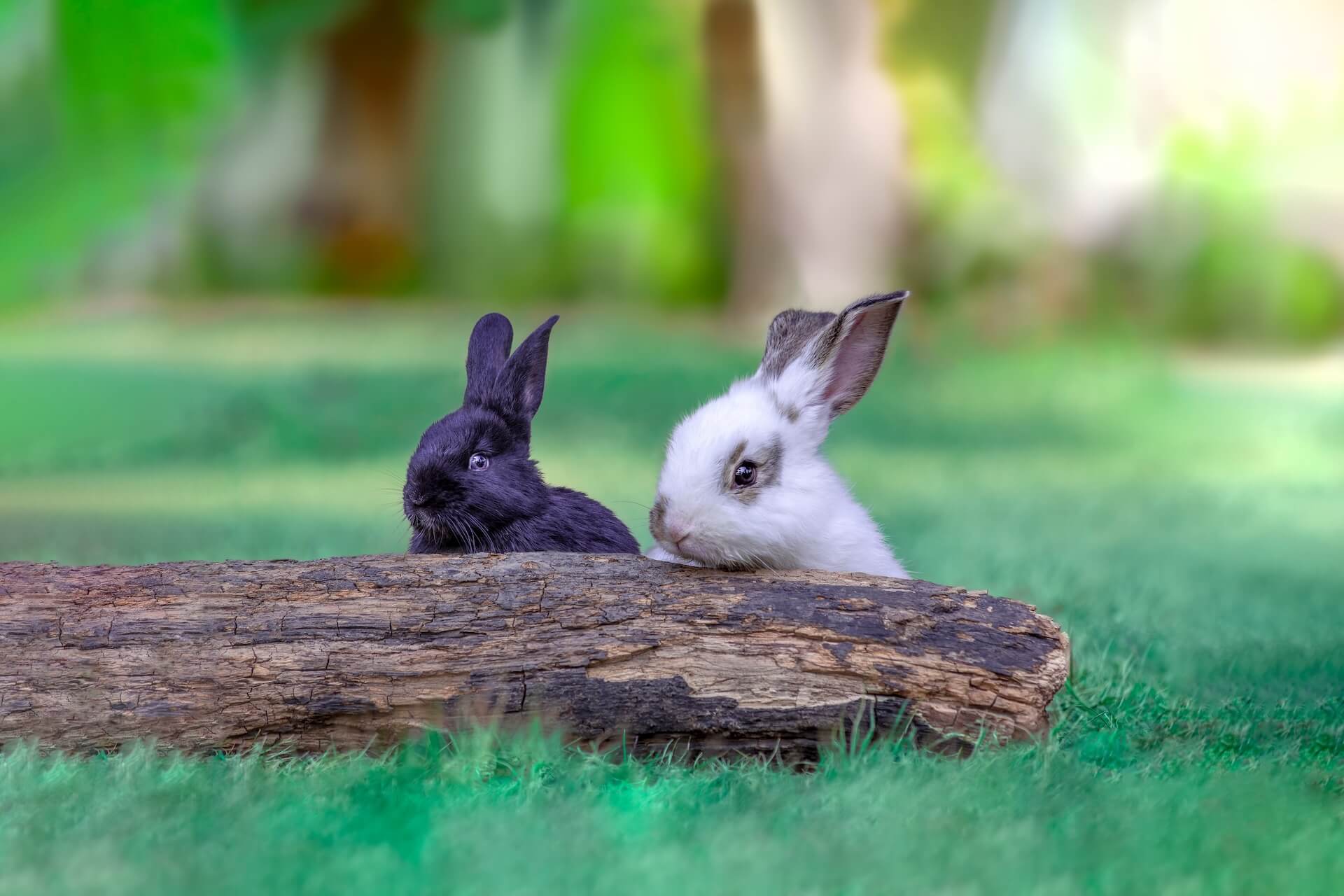 Does Your Pocket Pet Need Veterinary Care?